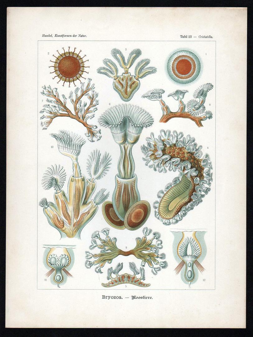 Historical scientific illustration