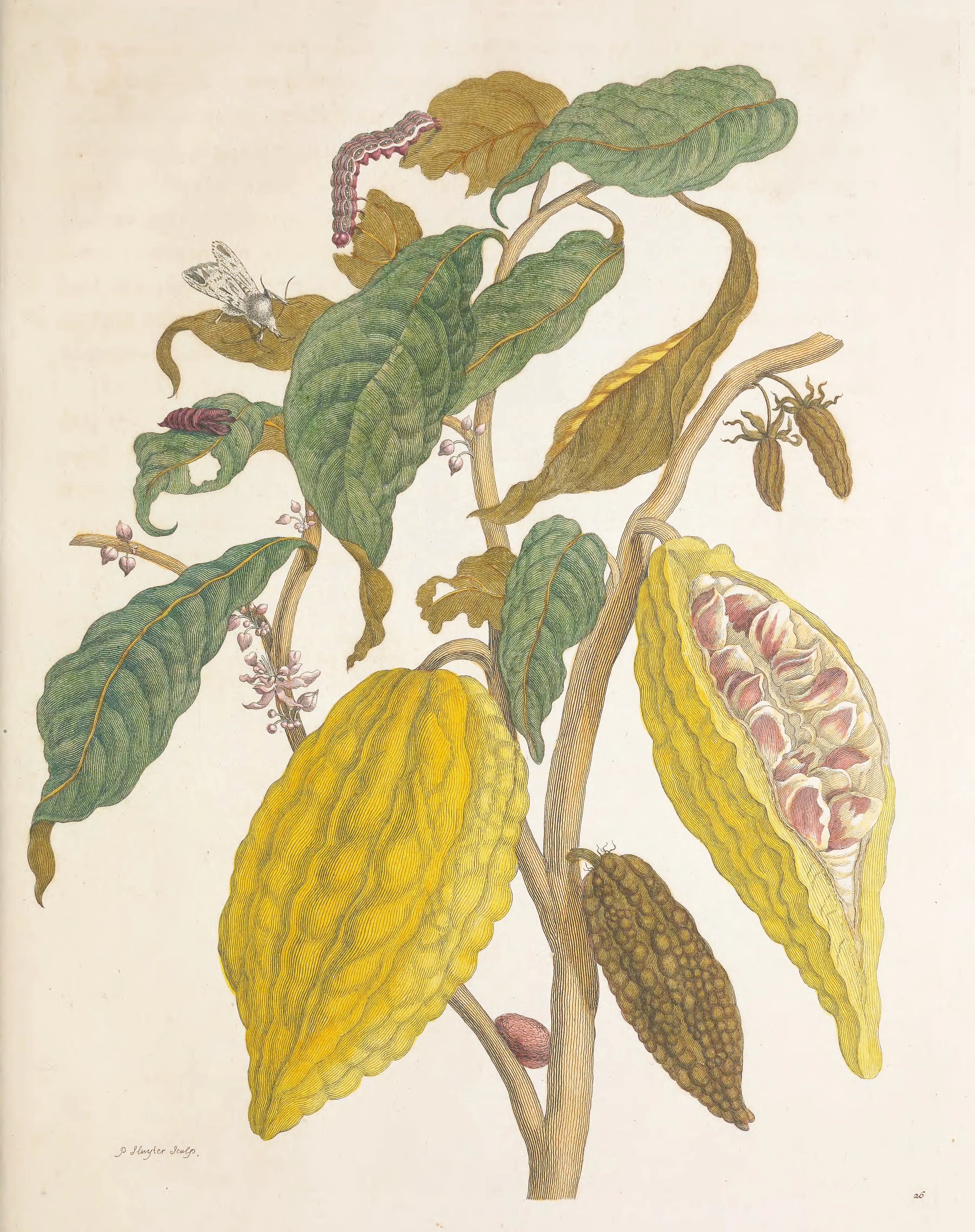 Historical scientific illustration